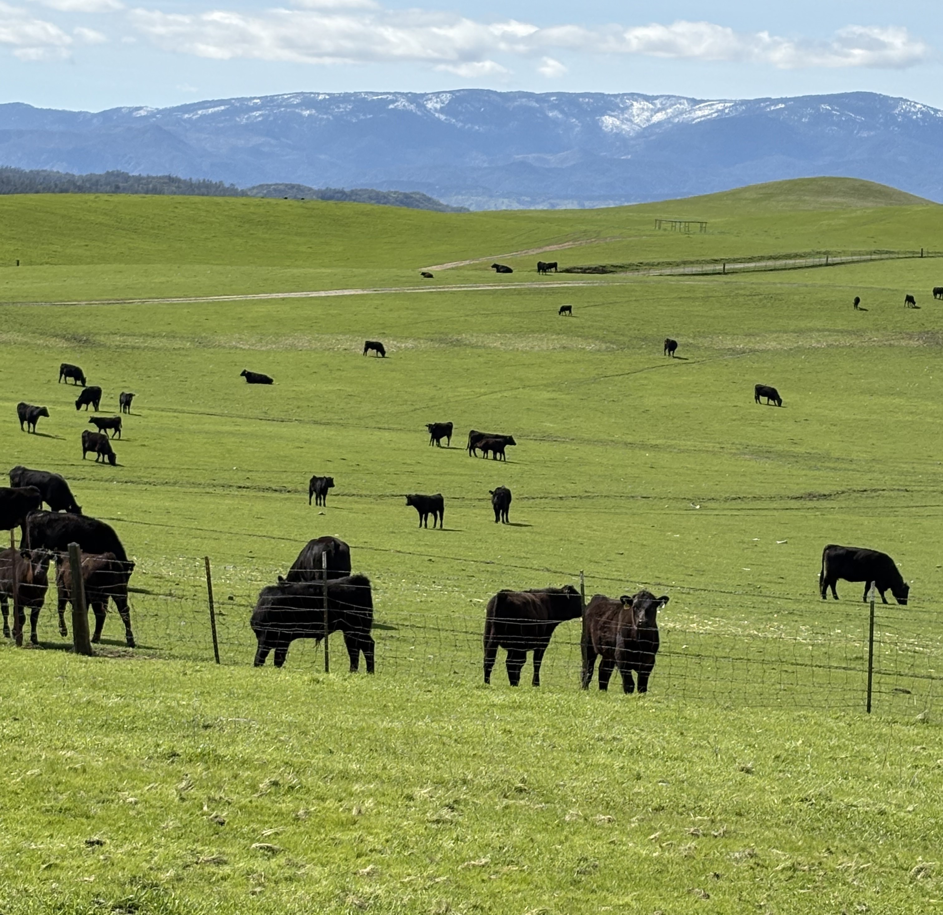 Aerial view of Masami Ranch in Northern California with lush green pastures