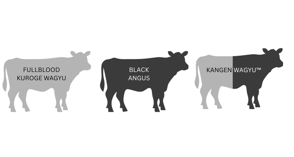 Kuroge Wagyu and Black Angus genetics illustration